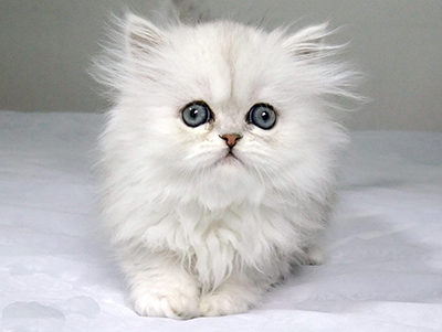 1478500867726171.jpg 波斯猫1.jpg