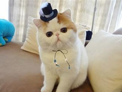 1484198295663299.png 异国短毛猫111.png